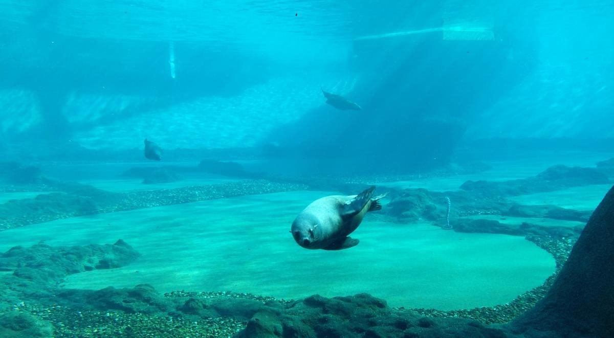 Вроцлав взимку: що подивитися і як зігрітися