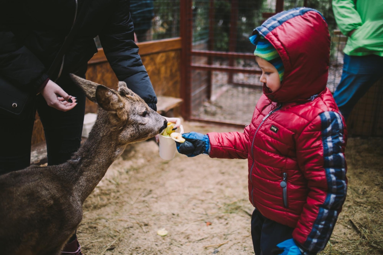 Зимова країна на ВДНГ - які локації варто відвідати, ціни і графік роботи 10