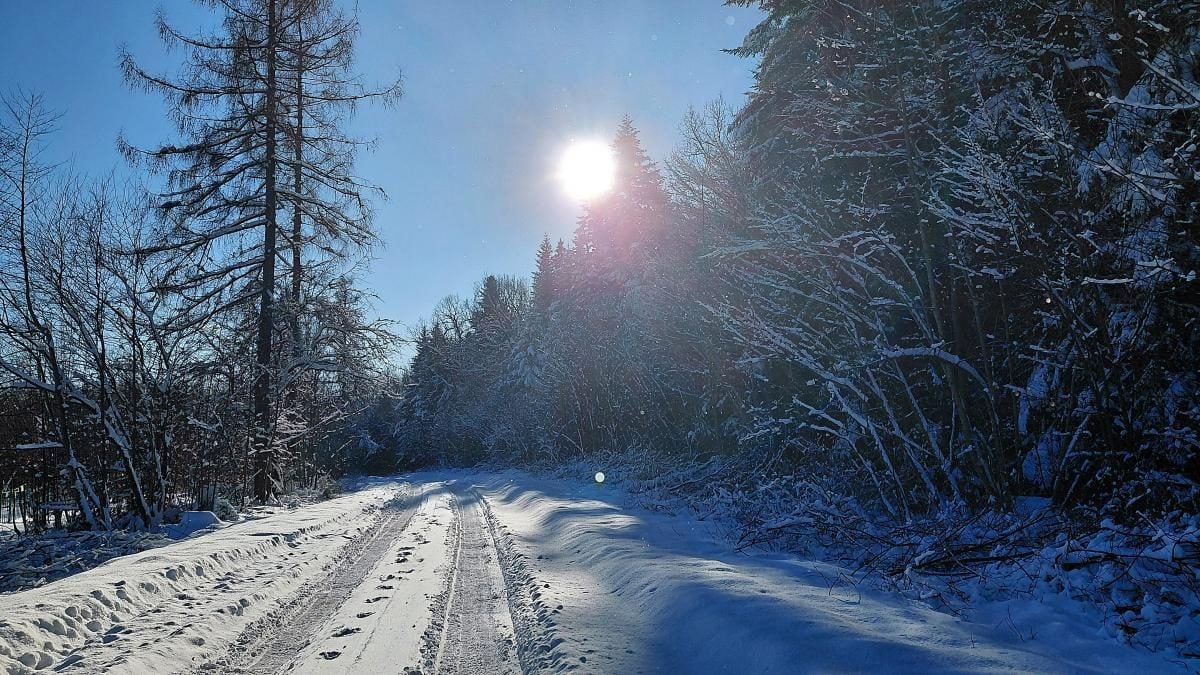 Ліси на Львівщині засипало снігом: це варто побачити (фоторепортаж)
