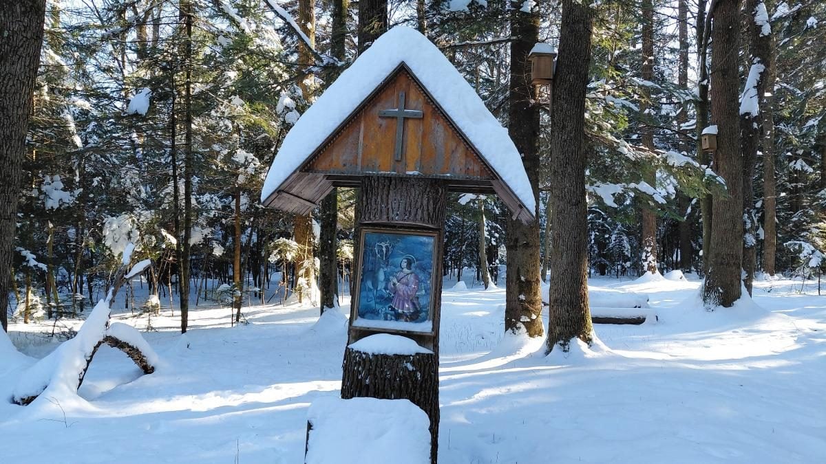 Ліси на Львівщині засипало снігом: це варто побачити (фоторепортаж)