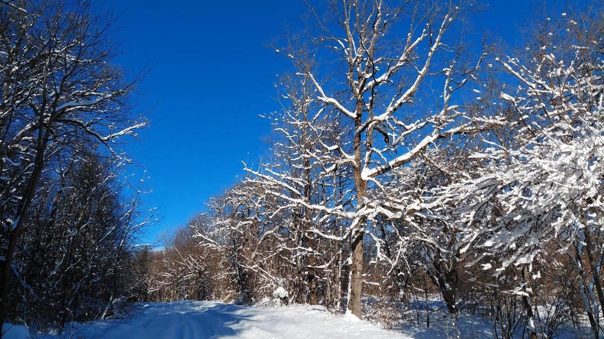 Ліси на Львівщині засипало снігом: це варто побачити (фоторепортаж)