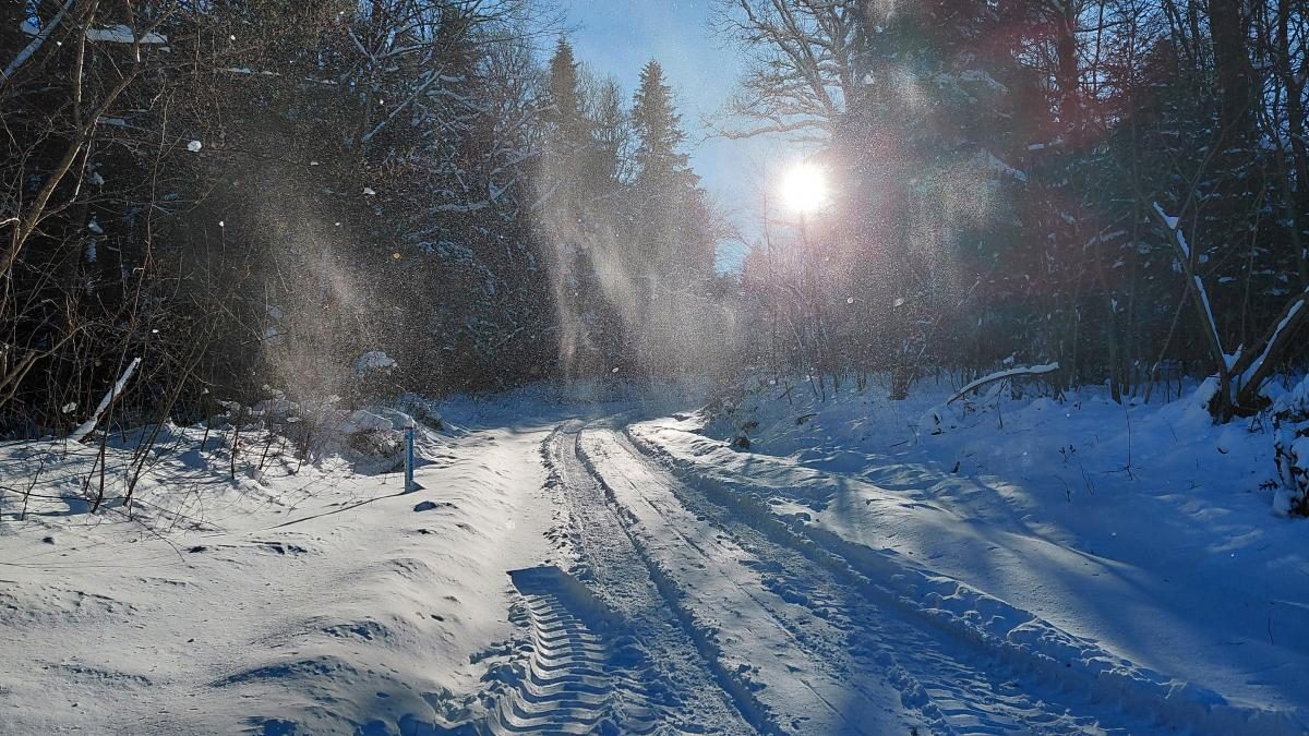 Ліси на Львівщині засипало снігом: це варто побачити (фоторепортаж)