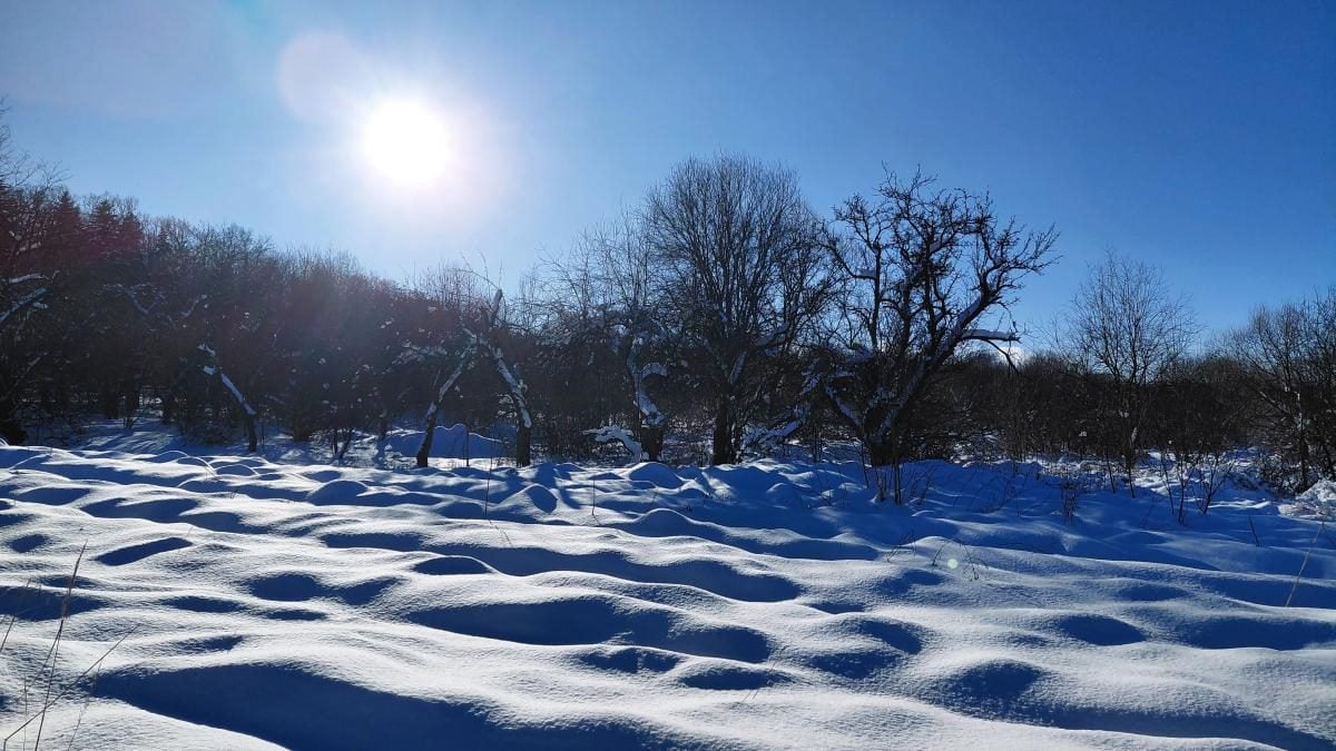 Ліси на Львівщині засипало снігом: це варто побачити (фоторепортаж)