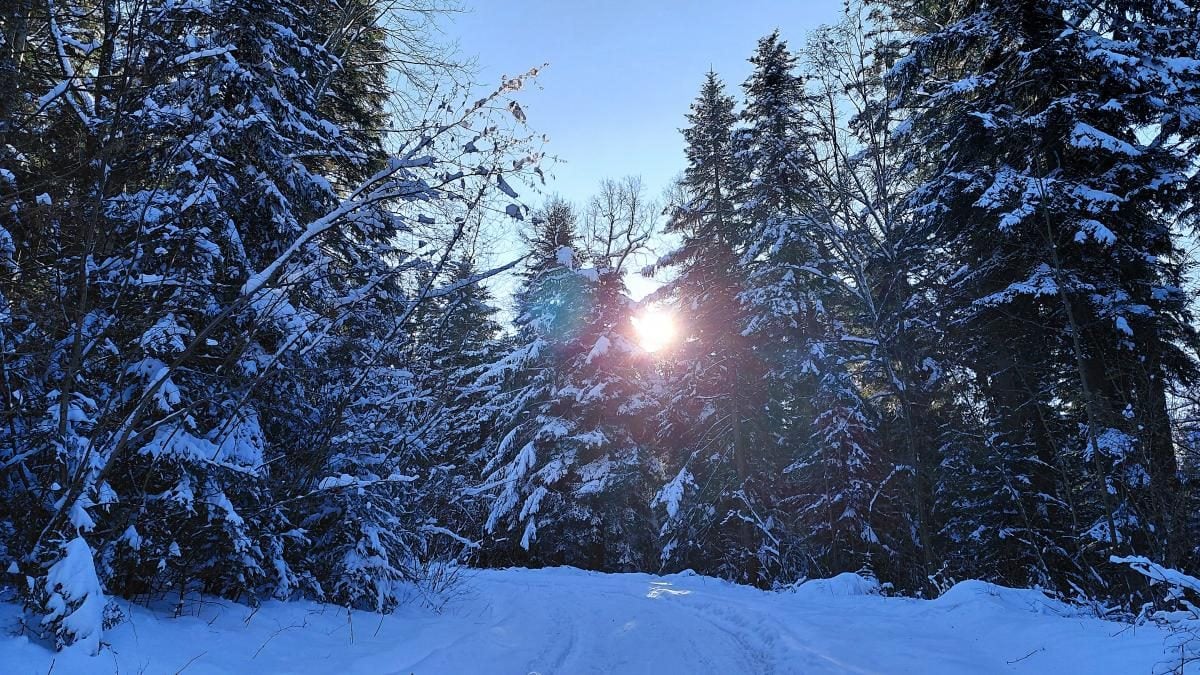 Ліси на Львівщині засипало снігом: це варто побачити (фоторепортаж)