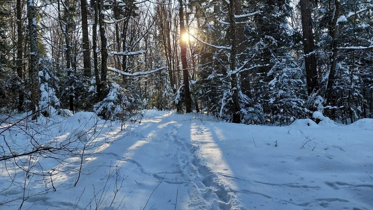 Ліси на Львівщині засипало снігом: це варто побачити (фоторепортаж)