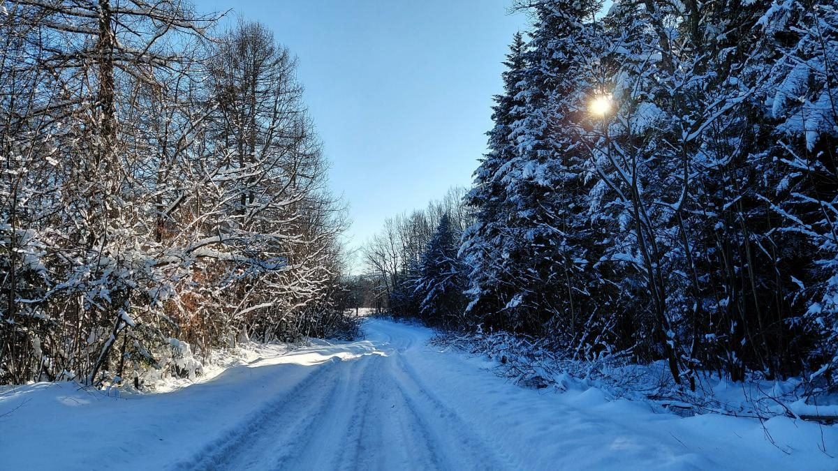 Ліси на Львівщині засипало снігом: це варто побачити (фоторепортаж)