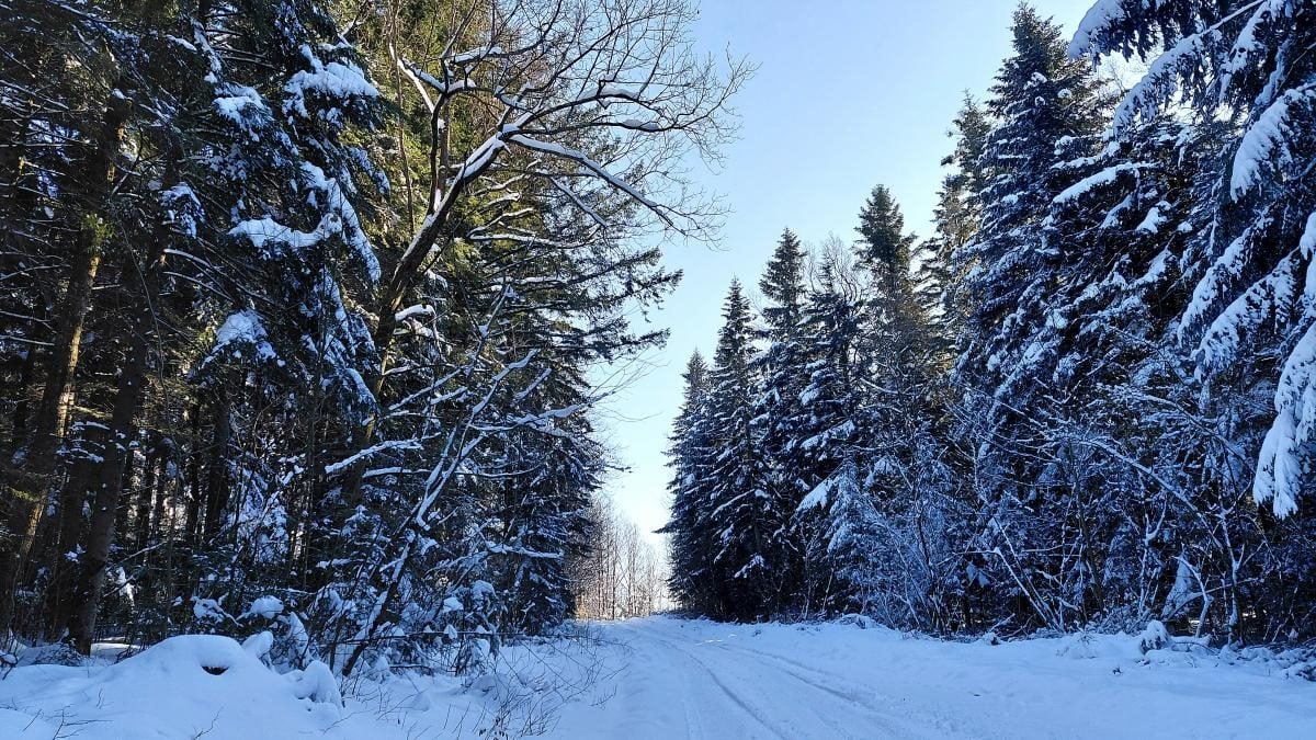 Ліси на Львівщині засипало снігом: це варто побачити (фоторепортаж)