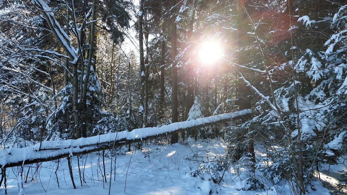 Ліси на Львівщині засипало снігом: це варто побачити (фоторепортаж)