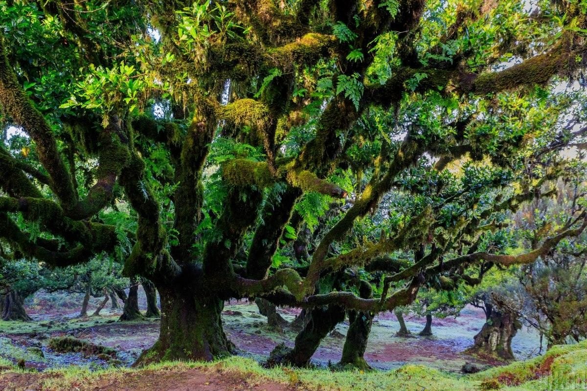 Мадейра – найбільш трендовий напрямок 2026 року: яка ситуація там у січні (фоторепортаж)