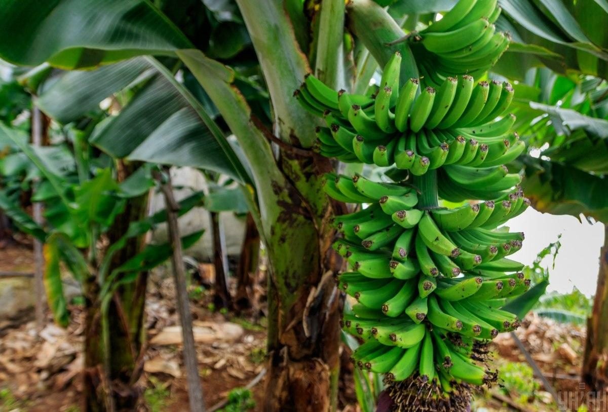 Мадейра – найбільш трендовий напрямок 2026 року: яка ситуація там у січні (фоторепортаж)