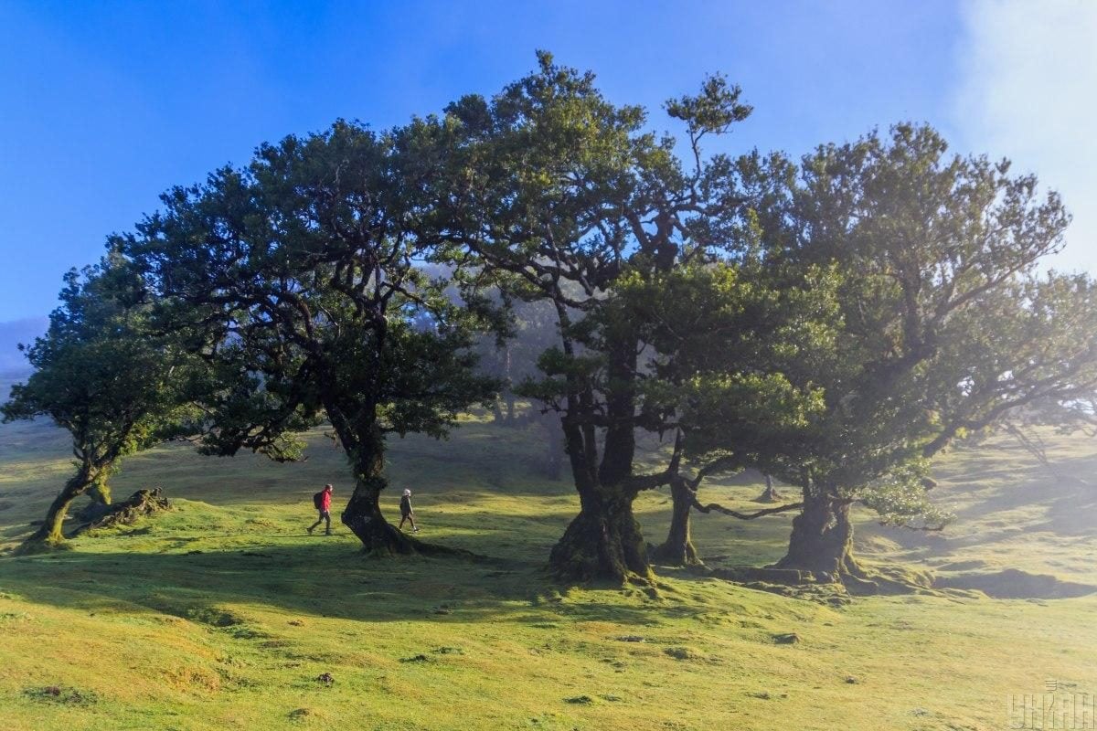 Мадейра – найбільш трендовий напрямок 2026 року: яка ситуація там у січні (фоторепортаж)