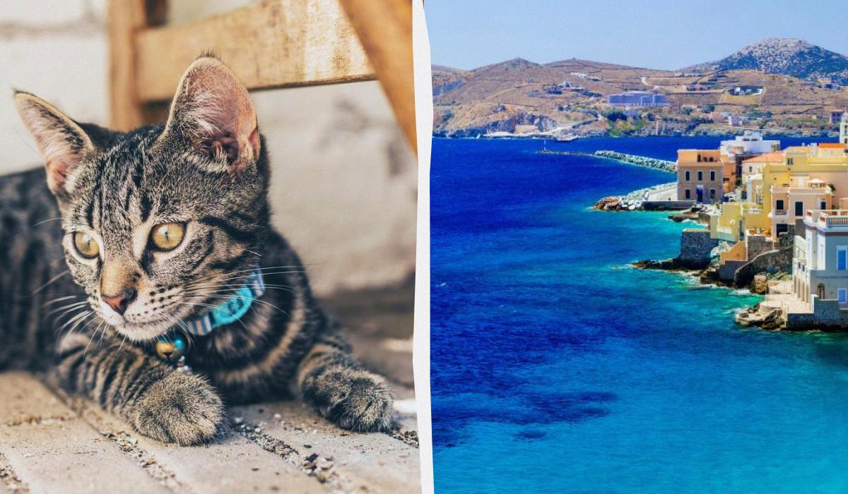 Угода мрії: острів у Греції пропонує безкоштовне житло в обмін на догляд за котами