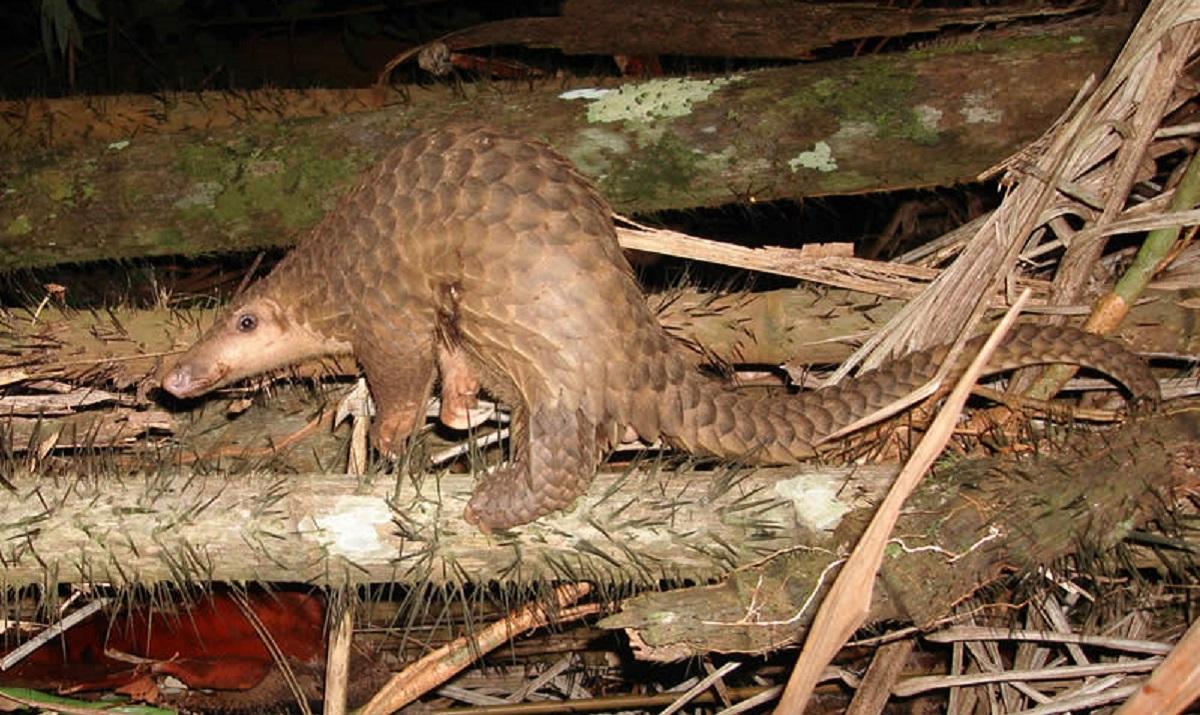 На курорті у Малайзії для туристів готували "екзотичні" страви з червонокнижних тварин
