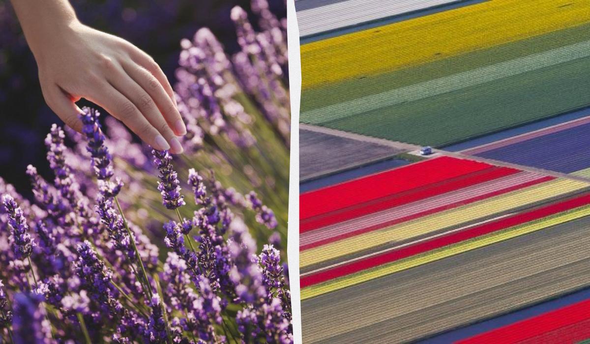 Названо найкращі місця Європи, щоб помилуватися квітами: коли краще їхати