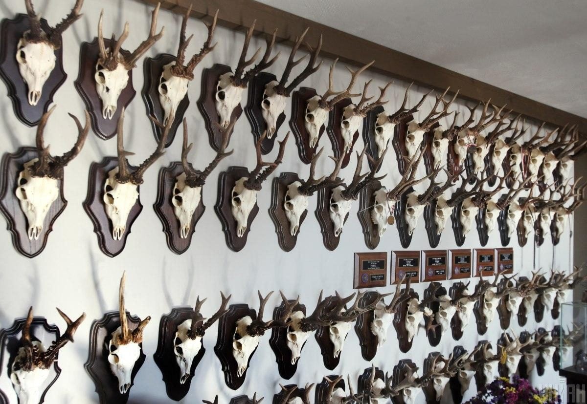 В екопарку під Києвом мешкає понад сотня оленів – чи можна до них наблизитися (фоторепортаж)