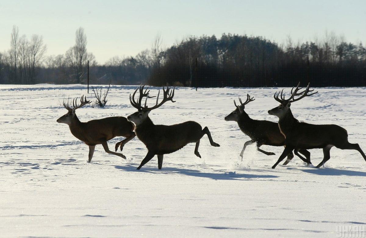 В екопарку під Києвом мешкає понад сотня оленів – чи можна до них наблизитися (фоторепортаж)