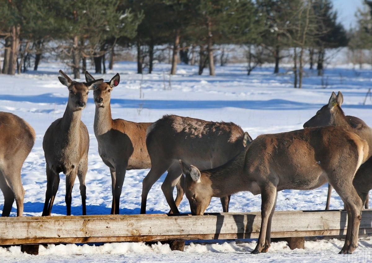 В екопарку під Києвом мешкає понад сотня оленів – чи можна до них наблизитися (фоторепортаж)