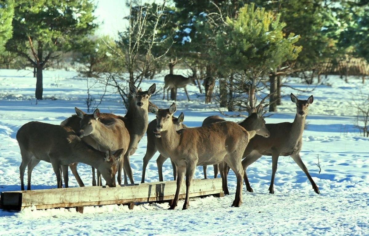 В екопарку під Києвом мешкає понад сотня оленів – чи можна до них наблизитися (фоторепортаж)