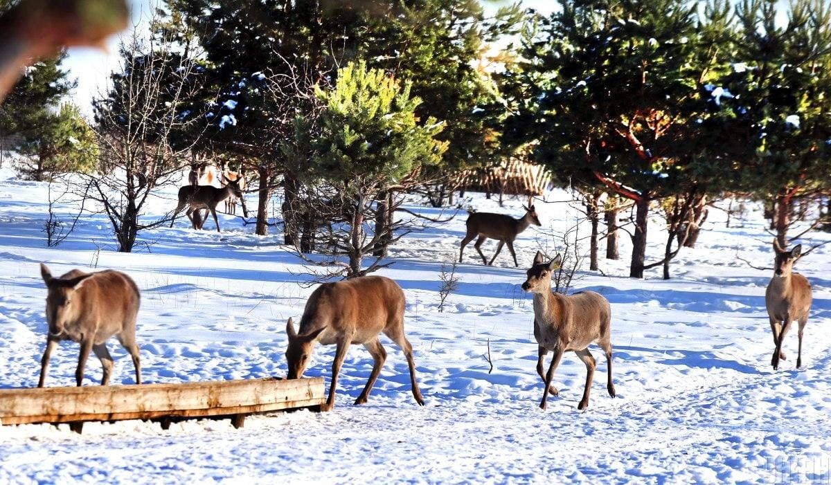 В екопарку під Києвом мешкає понад сотня оленів – чи можна до них наблизитися (фоторепортаж)
