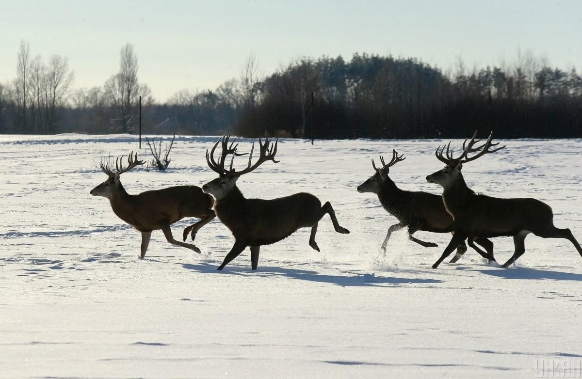 В екопарку під Києвом мешкає понад сотня оленів – чи можна до них наблизитися (фоторепортаж)