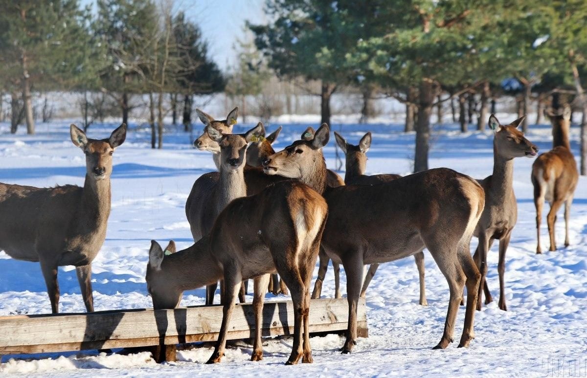 В екопарку під Києвом мешкає понад сотня оленів – чи можна до них наблизитися (фоторепортаж)