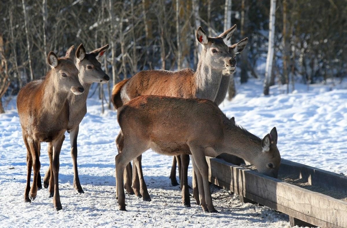 В екопарку під Києвом мешкає понад сотня оленів – чи можна до них наблизитися (фоторепортаж)