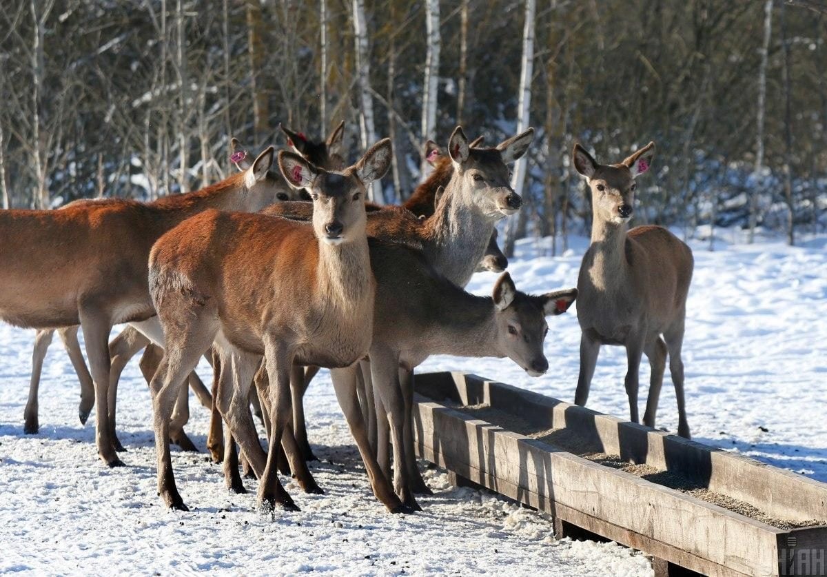 В екопарку під Києвом мешкає понад сотня оленів – чи можна до них наблизитися (фоторепортаж)
