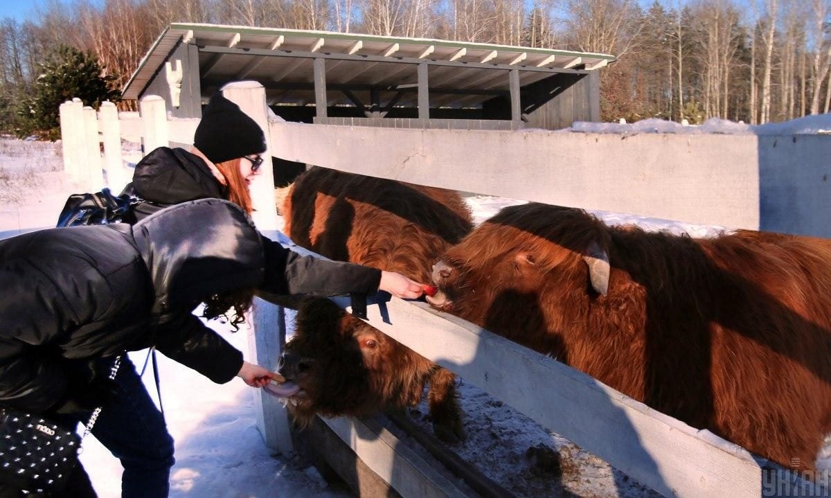 В екопарку під Києвом мешкає понад сотня оленів – чи можна до них наблизитися (фоторепортаж)