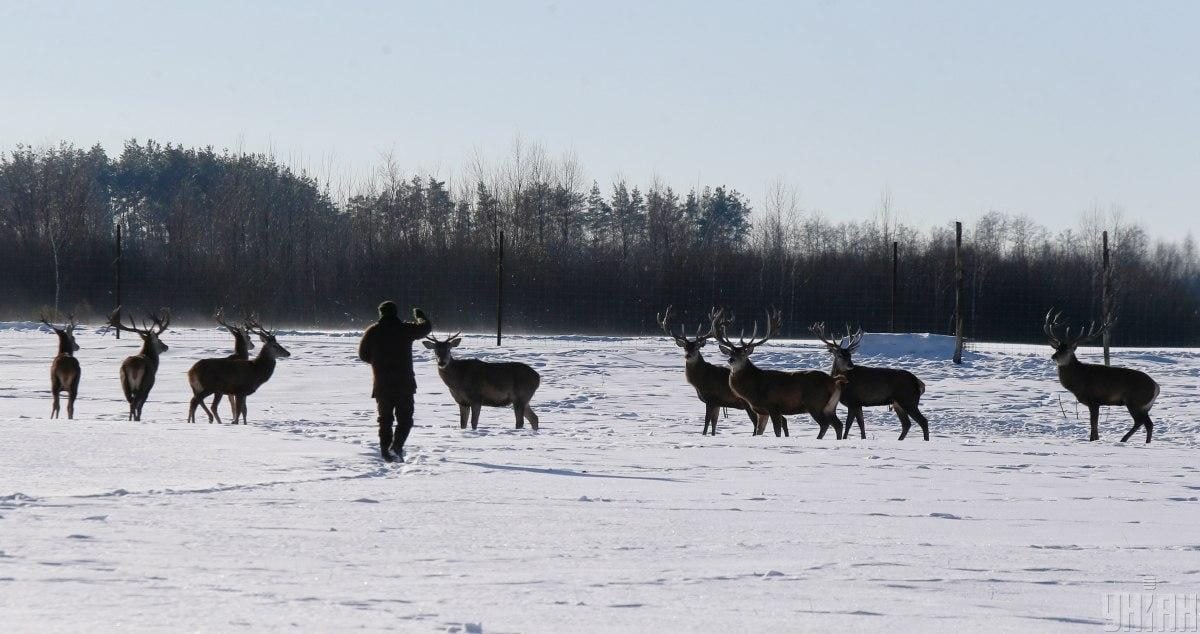 В екопарку під Києвом мешкає понад сотня оленів – чи можна до них наблизитися (фоторепортаж)