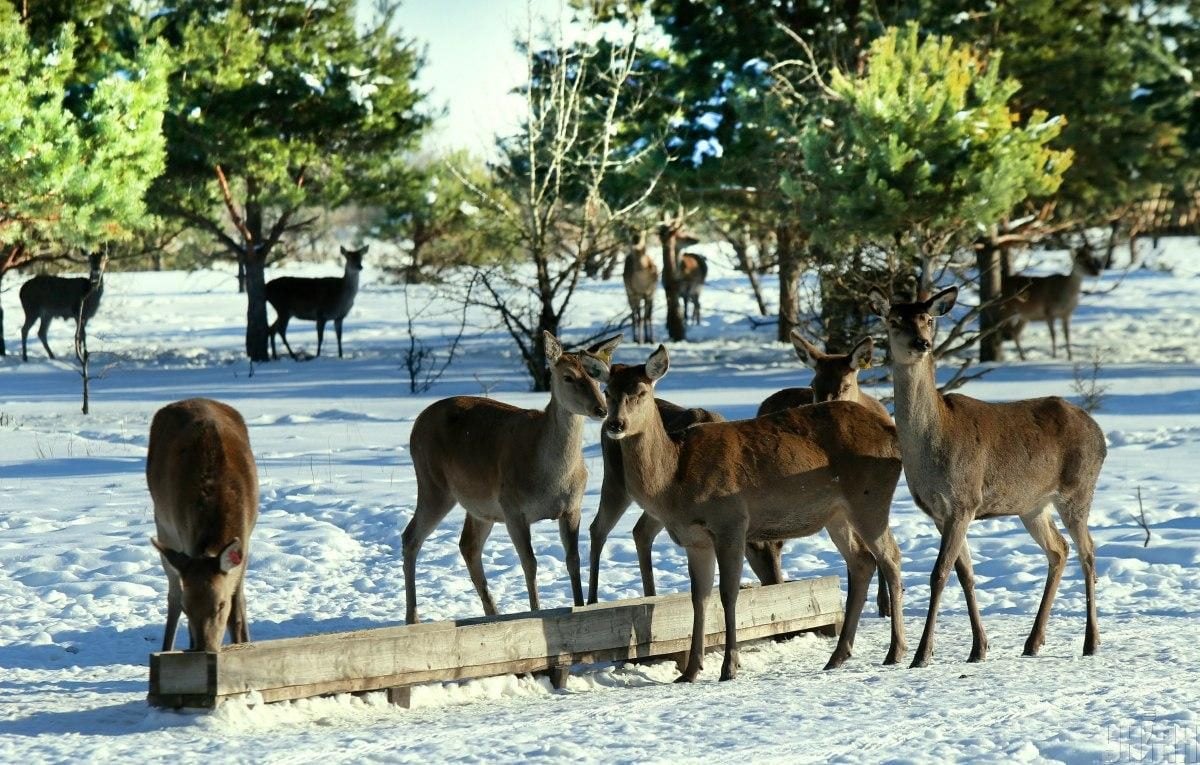 В екопарку під Києвом мешкає понад сотня оленів – чи можна до них наблизитися (фоторепортаж)