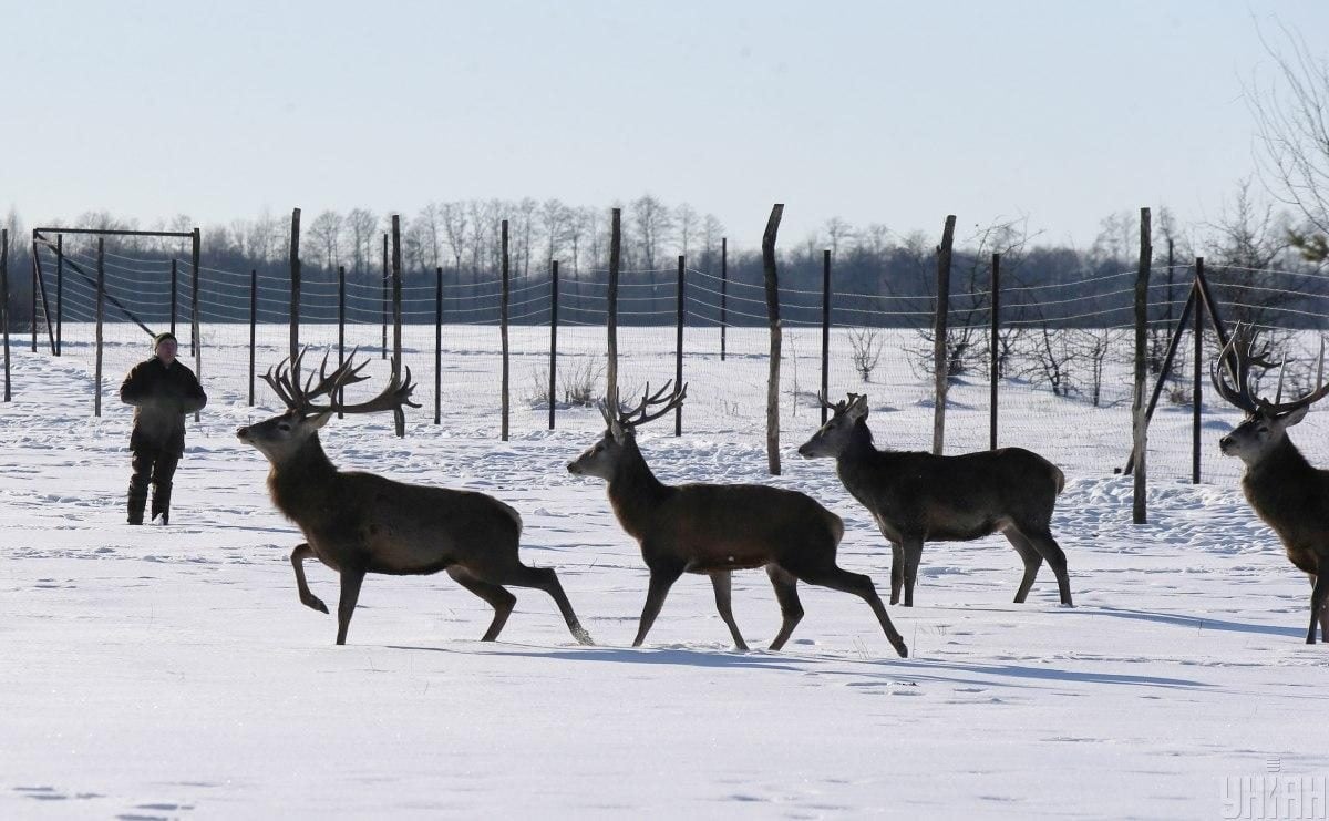 В екопарку під Києвом мешкає понад сотня оленів – чи можна до них наблизитися (фоторепортаж)