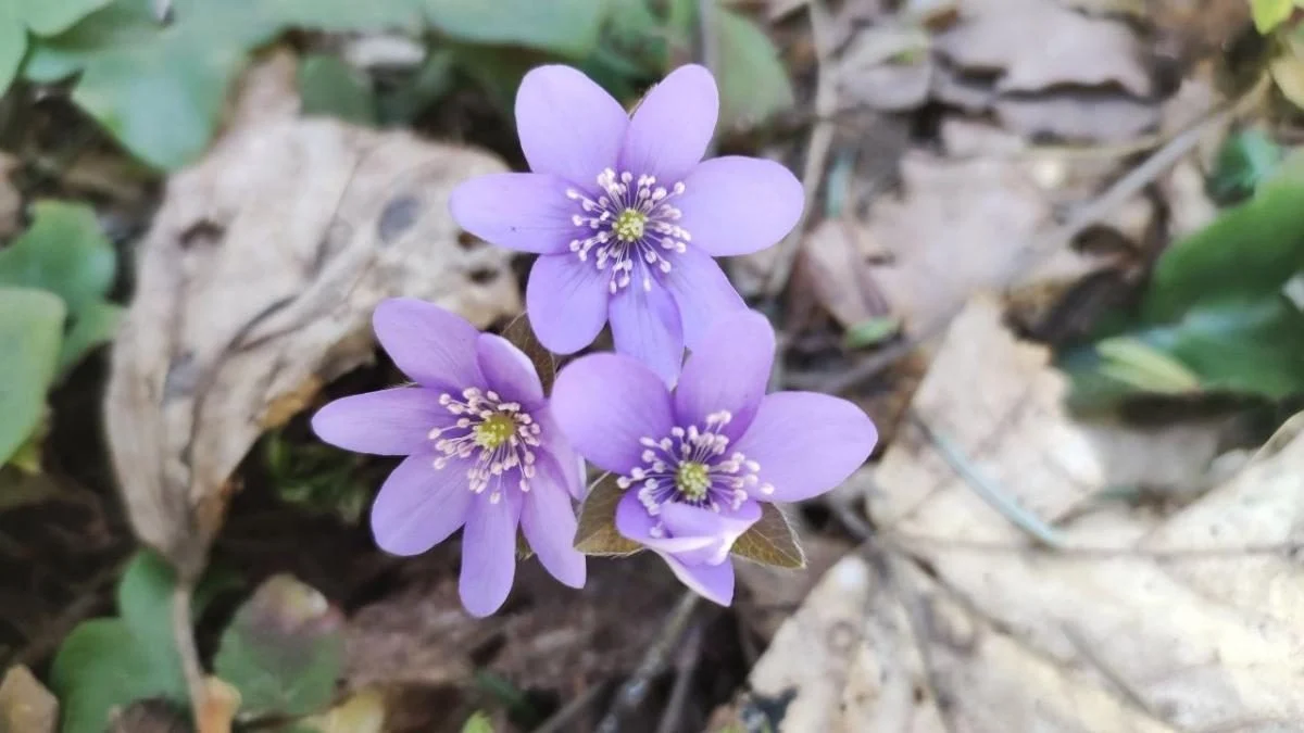 Спостерігати можна, але не чіпати: у лісах Львівщини розцвіли первоцвіти (фоторепортаж) 6 Дивитися можна, зривати – ні: у лісах Львівщини порозпускалися первоцвіти (фоторепортаж)
