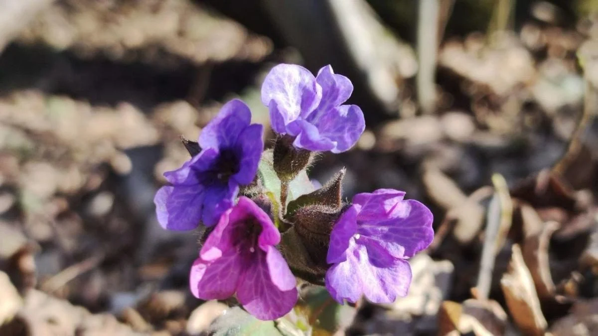 Дивитися можна, зривати &ndash; ні: у лісах Львівщини порозпускалися первоцвіти (фоторепортаж)