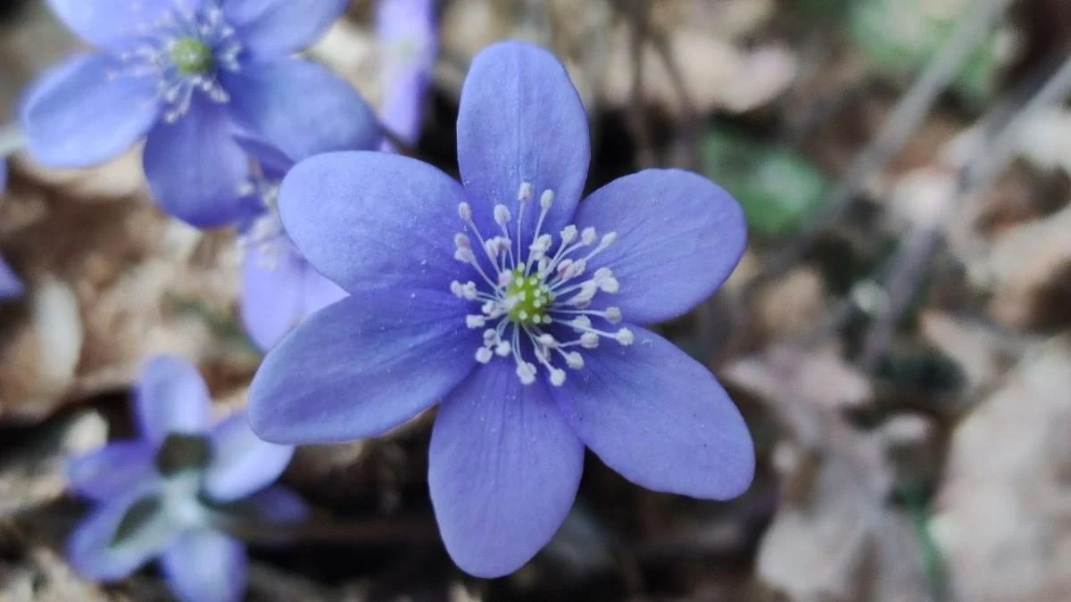 Спостерігати можна, але не чіпати: у лісах Львівщини розцвіли первоцвіти (фоторепортаж) 4 Дивитися можна, зривати – ні: у лісах Львівщини порозпускалися первоцвіти (фоторепортаж)