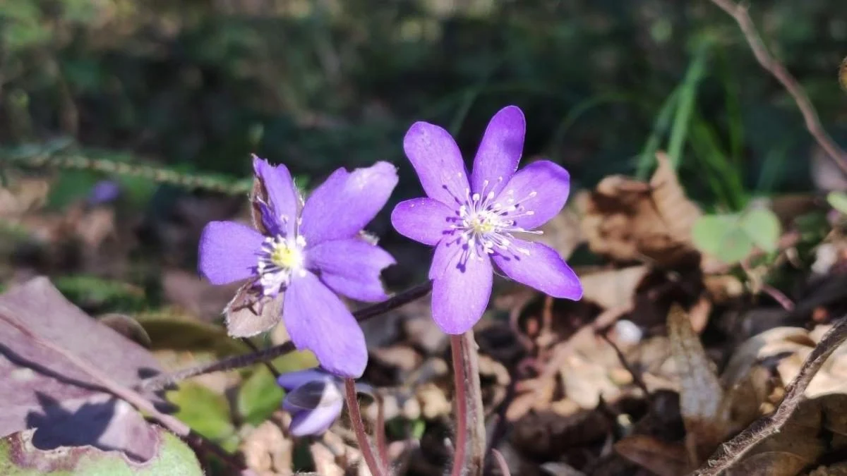 Дивитися можна, зривати &ndash; ні: у лісах Львівщини порозпускалися первоцвіти (фоторепортаж)