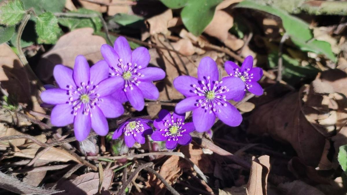 Дивитися можна, зривати &ndash; ні: у лісах Львівщини порозпускалися первоцвіти (фоторепортаж)