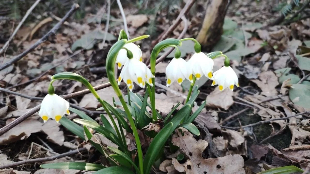 Спостерігати можна, але не чіпати: у лісах Львівщини розцвіли первоцвіти (фоторепортаж) 3 Дивитися можна, зривати – ні: у лісах Львівщини порозпускалися первоцвіти (фоторепортаж)