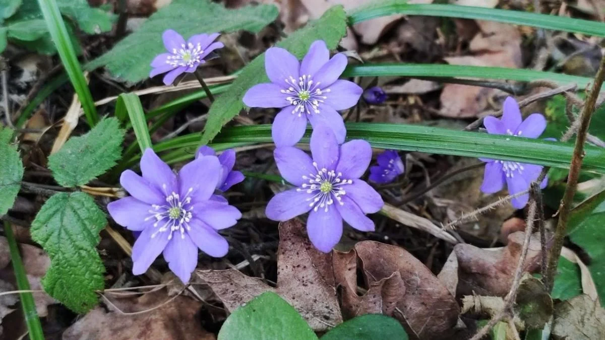 Спостерігати можна, але не чіпати: у лісах Львівщини розцвіли первоцвіти (фоторепортаж) 8 Дивитися можна, зривати – ні: у лісах Львівщини порозпускалися первоцвіти (фоторепортаж)