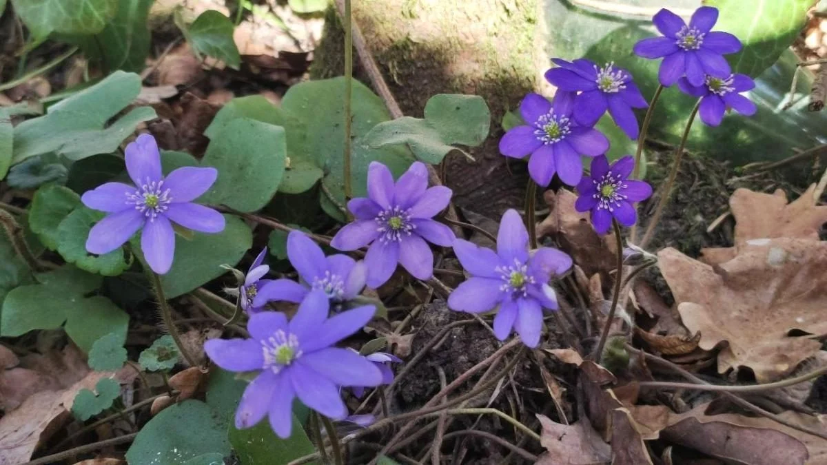 Спостерігати можна, але не чіпати: у лісах Львівщини розцвіли первоцвіти (фоторепортаж) 5 Дивитися можна, зривати – ні: у лісах Львівщини порозпускалися первоцвіти (фоторепортаж)