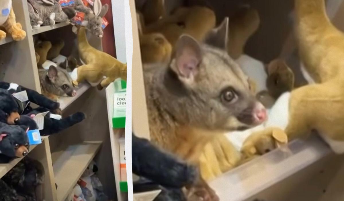 Люди були приголомшені: у крамниці аеропорту живий опосум оселився серед м&rsquo;яких іграшок