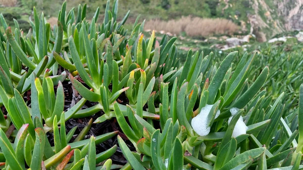 Мис Рока в Португалії: як потрапити на край світу і завмерти від захвату