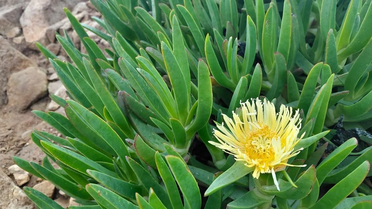 Мис Рока в Португалії: як потрапити на край світу і завмерти від захвату