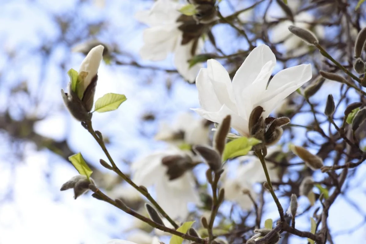 На Закарпатті зацвіли магнолії: де можна помилуватися квітами (фото)