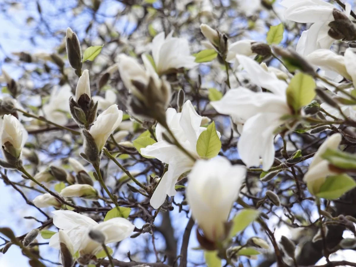 На Закарпатті зацвіли магнолії: де можна помилуватися квітами (фото)