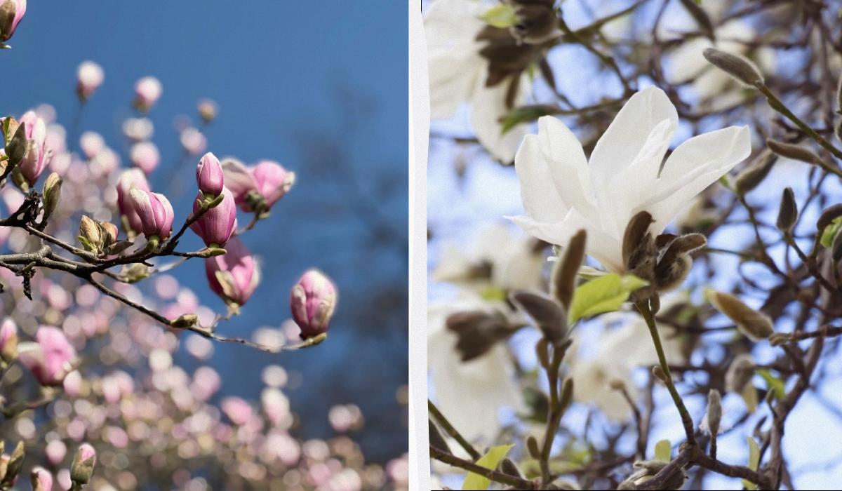 На Закарпатті зацвіли магнолії: де можна помилуватися квітами (фото)