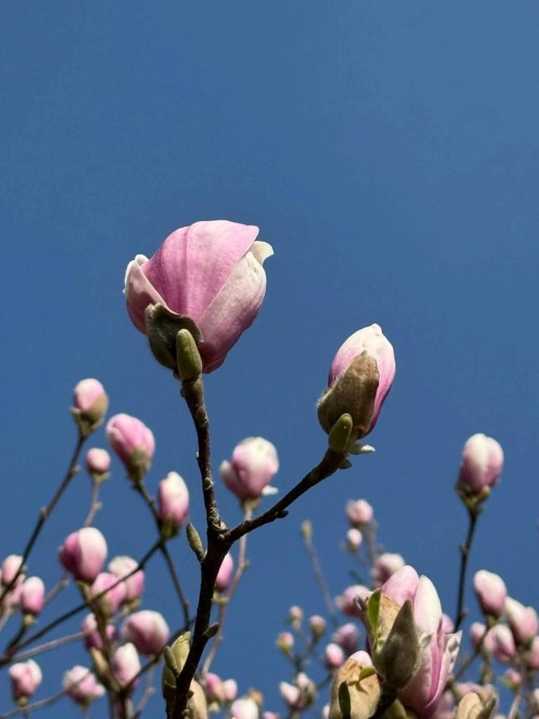 На Закарпатті зацвіли магнолії: де можна помилуватися квітами (фото)
