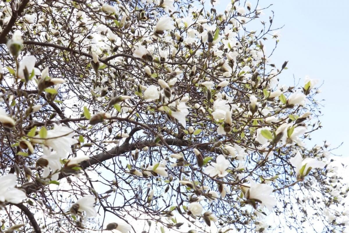 На Закарпатті зацвіли магнолії: де можна помилуватися квітами (фото)