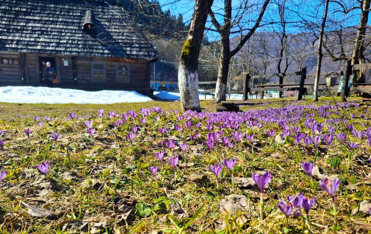 У Колочаві зацвіли крокуси: коли очікувати на пік квітування (фото)