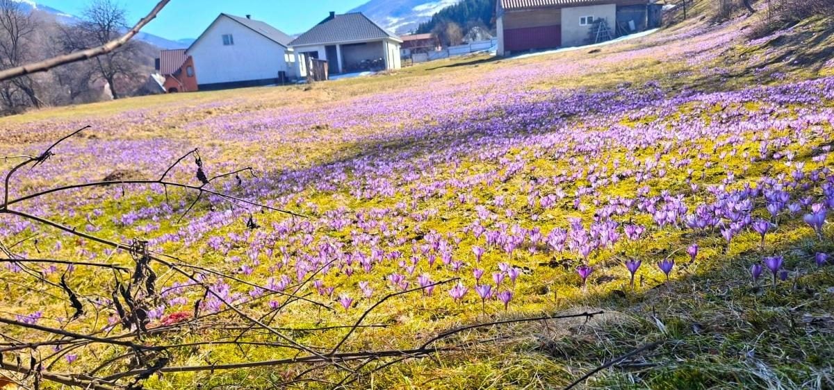 У Колочаві зацвіли крокуси: коли очікувати на пік квітування (фото)