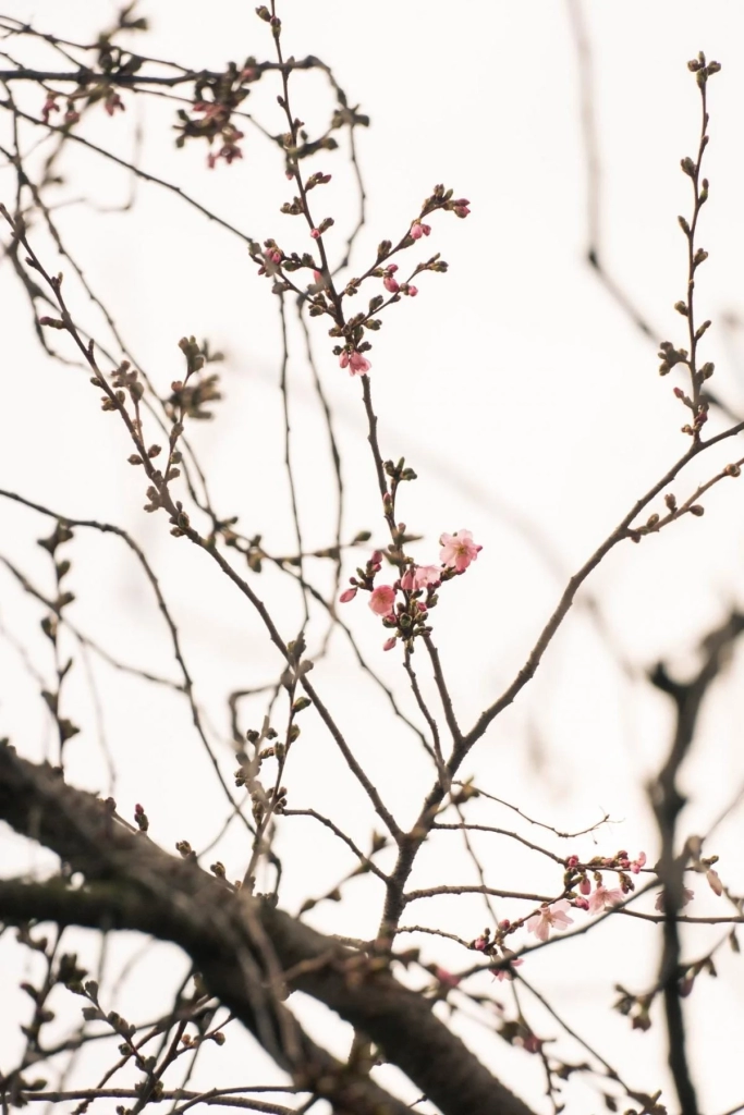У Мукачеві почала квітнути "шалена" сакура: у чому її особливість (фото)